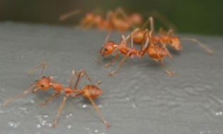 fourmis rouges